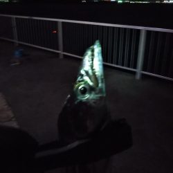 風があるも家族連れでにぎわい