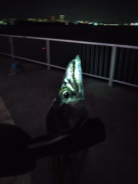 風があるも家族連れでにぎわい