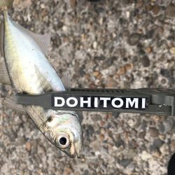 ええアジ居ました