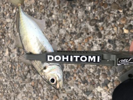 ええアジ居ました