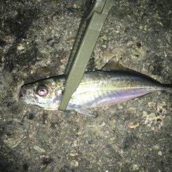 夜な夜なアジング