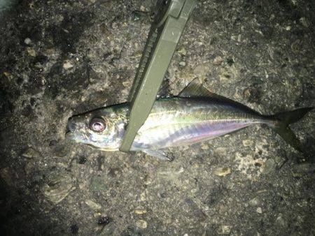 夜な夜なアジング