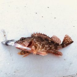 メバリング時々ガシリング