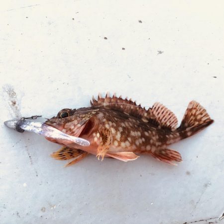 メバリング時々ガシリング