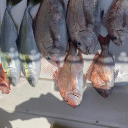 タイラバ　しぶしぶ