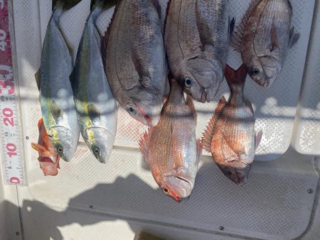 タイラバ　しぶしぶ