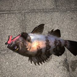 メバル　好調です