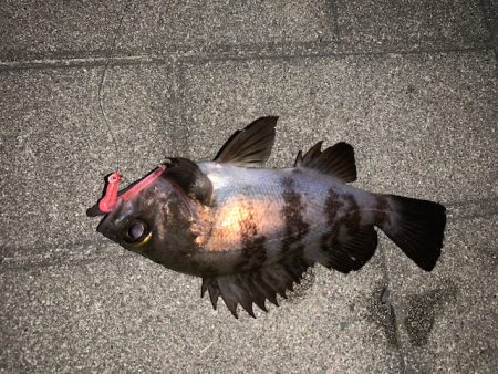 メバル　好調です