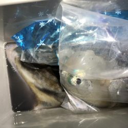 GW前にして今年度釣り納め