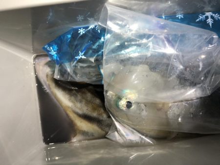 GW前にして今年度釣り納め