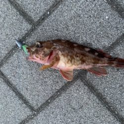 シーサイドコスモでガジラ、シーバスも