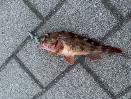 シーサイドコスモでガジラ、シーバスも