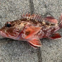 シーバス　好調