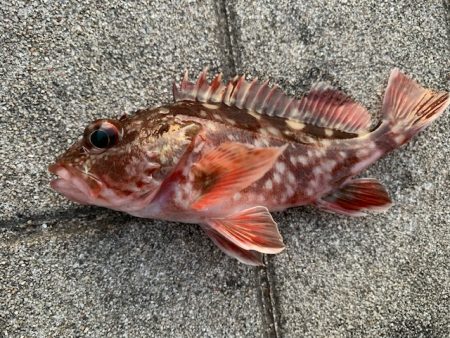 シーバス　好調