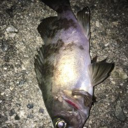 好調です、春告魚