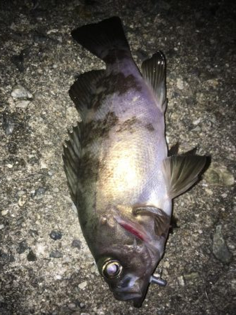 好調です、春告魚