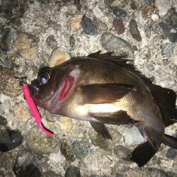 ぼちぼちでした