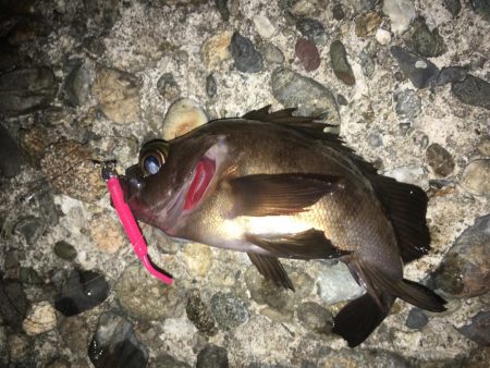 ぼちぼちでした