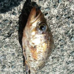 桜メインで釣行