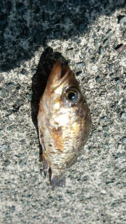 桜メインで釣行