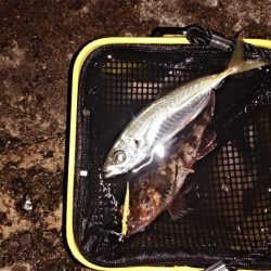 スーパームーンで大漁