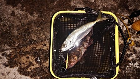 スーパームーンで大漁