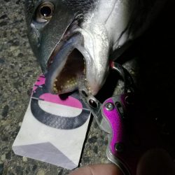 南港へち釣行 （2020/04/11 南港ヘチ釣り　真チヌ（46cm） 釣果有り）