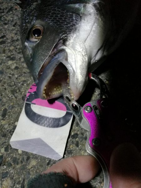 南港へち釣行 （2020/04/11 南港ヘチ釣り　真チヌ（46cm） 釣果有り）