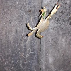 ガシラ、メバル、カニ！