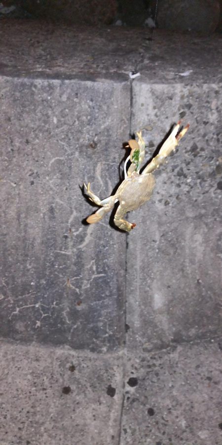 ガシラ、メバル、カニ！