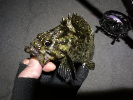 南港へち釣行 (2020/04/12 南港ヘチ釣り キビレチヌ(39cm)クロソイ 釣果有り)