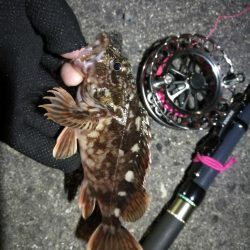 南港へち釣行 (2020/04/19 南港ヘチ釣り キビレチヌ(37cm)ガシラ 釣果有り)