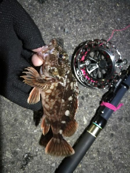 南港へち釣行 (2020/04/19 南港ヘチ釣り キビレチヌ(37cm)ガシラ 釣果有り)