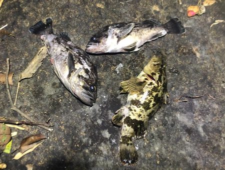 春のタケノコがり