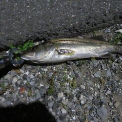 令和2年湾奧シーバス第二弾