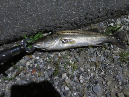 令和2年湾奧シーバス第二弾