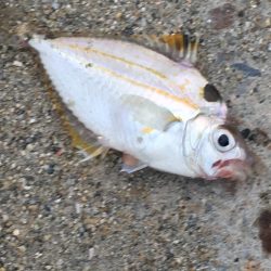 コサバ少々、ヒイラギ少々