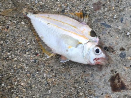 コサバ少々、ヒイラギ少々