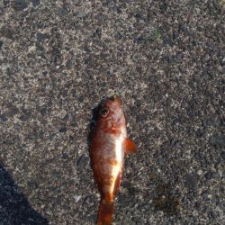 ライトショアジギング