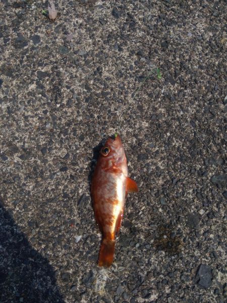 ライトショアジギング