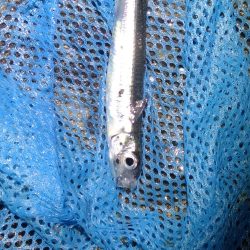 Amazonの集魚ライトで