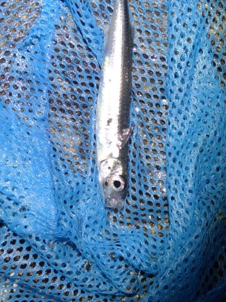 Amazonの集魚ライトで