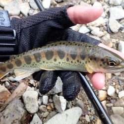 揖保川渓流釣り