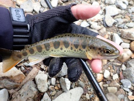 揖保川渓流釣り