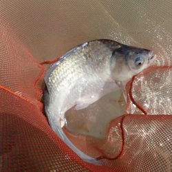 ハタキ前の尺半