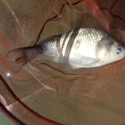 尺半まであと1mm