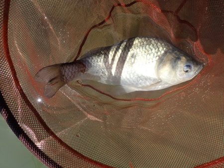 尺半まであと1mm