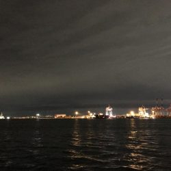 コロナに負けずコスモに