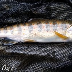 またよく釣れた揖保川支流