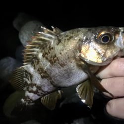 久しぶりの快勝！！